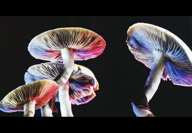 Psilocybin Found Comparable to Standard Antidepressants in Treating Depression